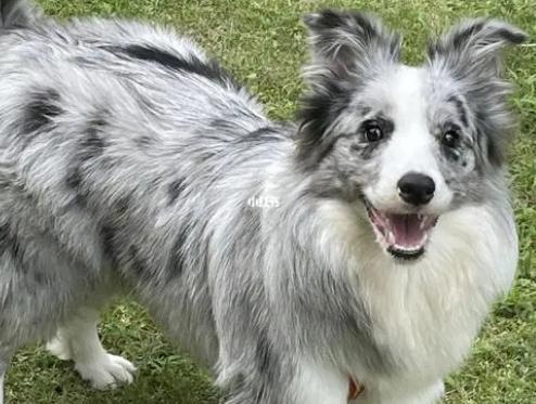陨石边境牧羊犬多少钱