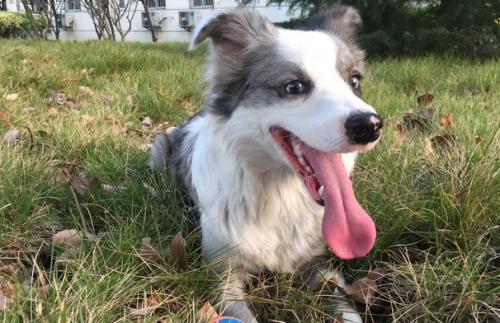 陨石边牧犬多少钱一只幼崽
