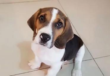比格犬和什么犬杂交好点