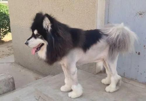 阿拉斯加犬怎么样修毛好看