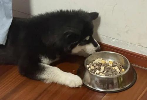 阿拉斯加犬多大可以吃成犬粮了-图1