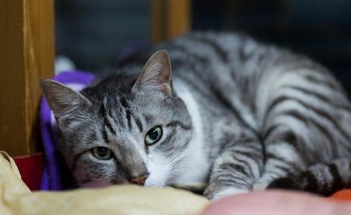 美短虎斑猫不能吃什么-图1