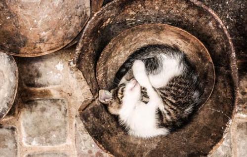 猫猫掉毛厉害怎么办-图1