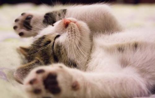 猫咪可不可以染毛