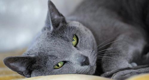 英短蓝猫能吃什么水果-图1