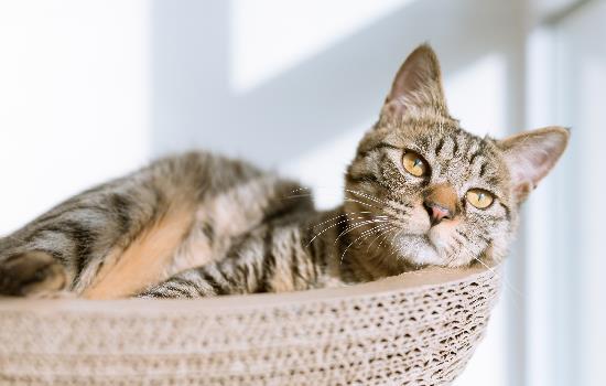 猫能吃桃子吗?-图1