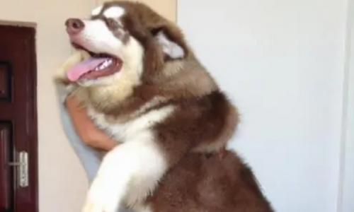 阿拉斯加是大型犬吗-图1