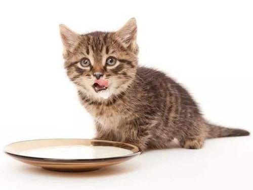 40天的小猫一天喂几次-图1