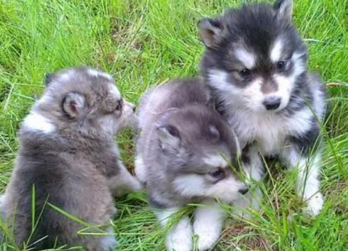 阿拉斯加犬性格-图1