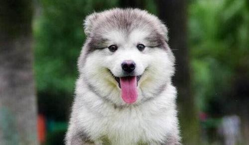 阿拉斯加犬好养吗