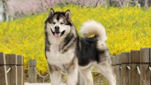 阿拉斯加犬的优缺点-图1
