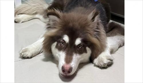 巨型阿拉斯加犬可以长多大-图1