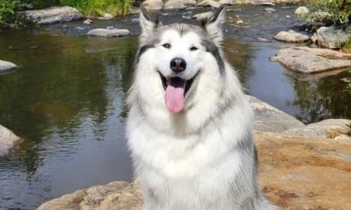 阿拉斯加犬和哈士奇有什么区别-图1