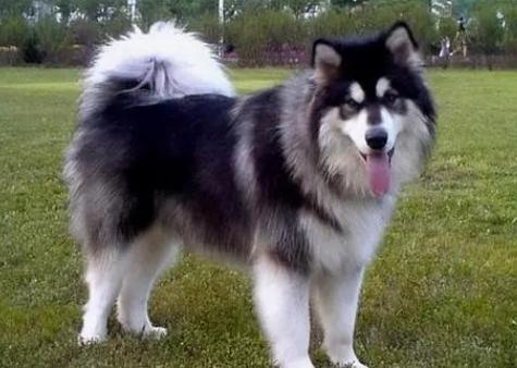 阿拉斯加犬好养吗?优缺点有哪些-图1