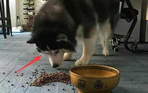 自制阿拉斯加犬狗粮怎么做-图1