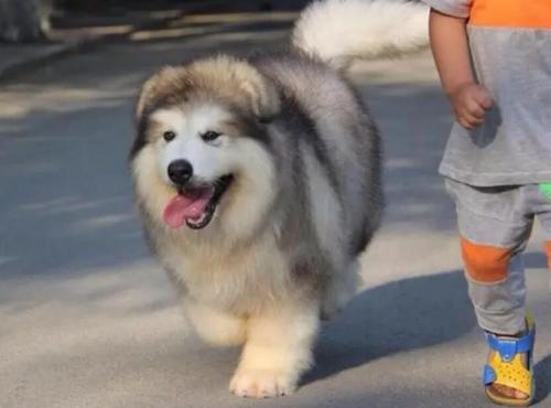 怎么样买到纯阿拉斯加犬-图1