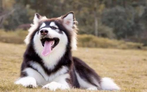 阿拉斯加犬智商-图1