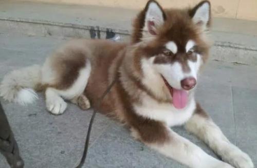 阿拉斯加母犬做绝育的利弊