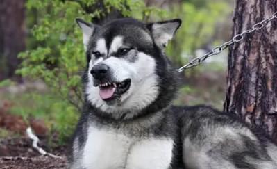 阿拉斯加犬洗澡用什么
