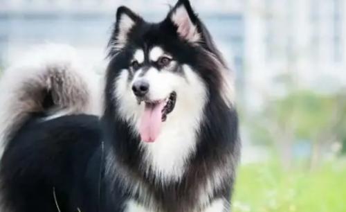 阿拉斯加犬和二哈有什么区别呢-图1