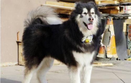 养一只阿拉斯加雪橇犬一个月开销多少