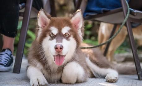 阿拉斯加幼犬脖子上有脓包是什么情况