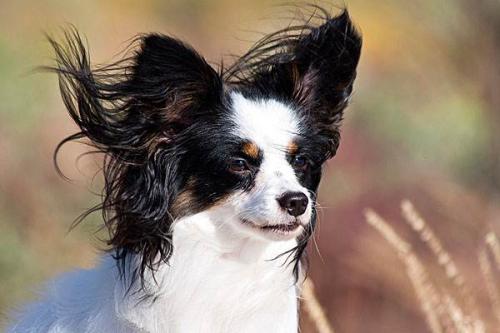蝴蝶犬幼犬多少钱一只-图1
