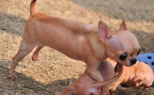 吉娃娃犬的优缺点和特点-图1