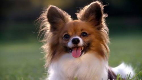 杂交蝴蝶犬多少钱一只-图1
