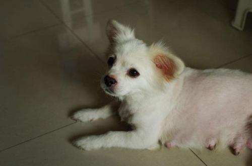 纯白蝴蝶犬多少钱一只-图1