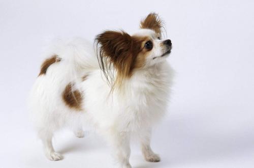 杂交蝴蝶犬价格-图1