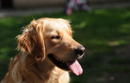 金毛猎犬价格