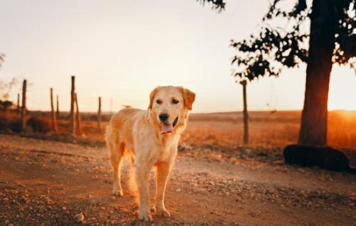 金毛寻回犬价格