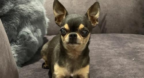 吉娃娃多少钱成年犬图片-图1
