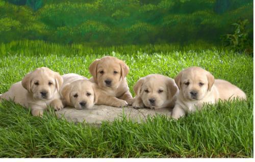 纯种拉布拉多犬价格-图1