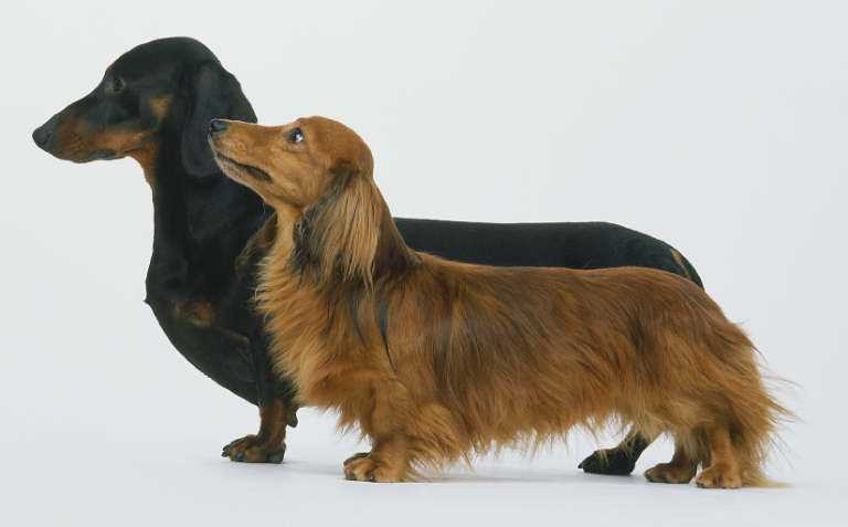 长毛腊肠犬价格