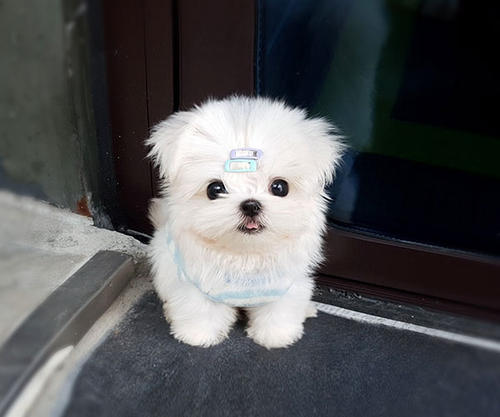 马尔济斯犬的价格-图1