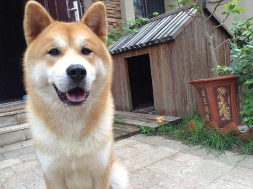 日本秋田犬价格-图1