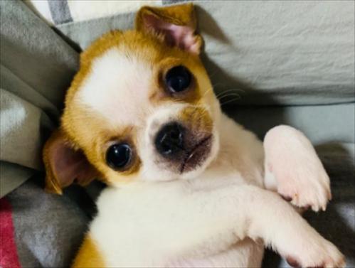 吉娃娃和小鹿犬哪个好养-图1