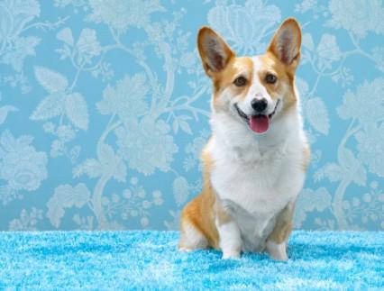 柯基犬便便怎样算正常-图1