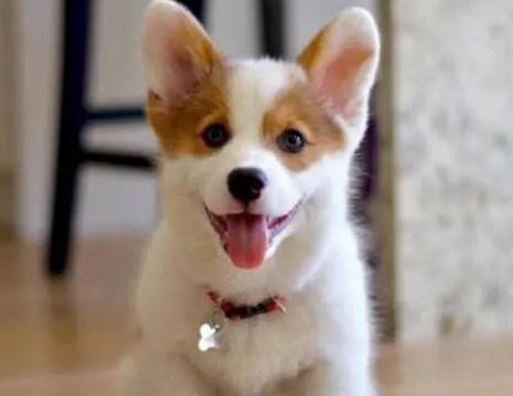 柯基犬如何消毒狗粮呢-图1