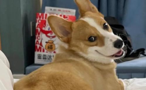 如何自制柯基狗粮教程-图1