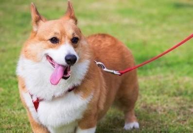 柯基犬怎么训练的-图1
