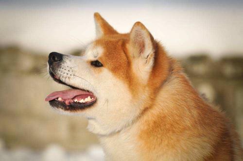 秋田犬一般多少钱