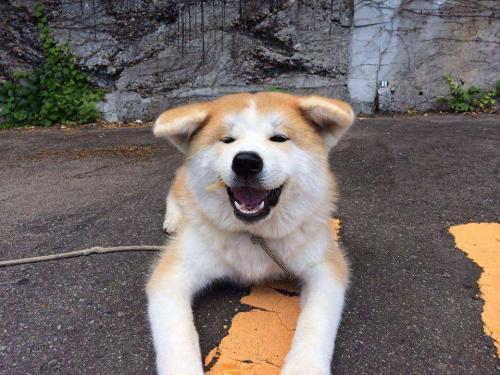 北京秋田犬多少钱