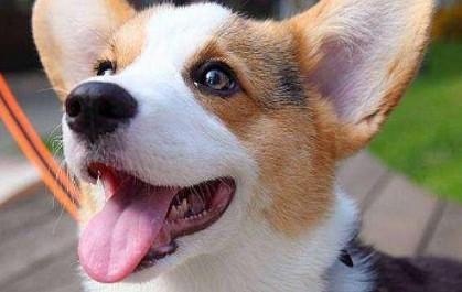 柯基犬的咬合力怎么样啊-图1