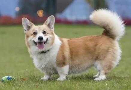 怎么样的柯基犬才是好品相呢