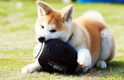 秋田犬一只多少钱
