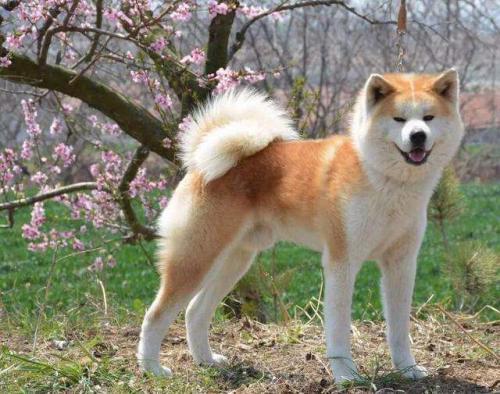 秋田犬价格多少钱一只