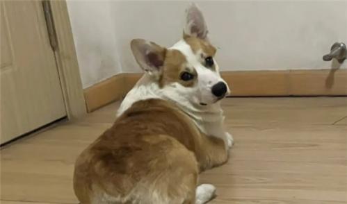 柯基肚子上有黑色斑点的原因是什么